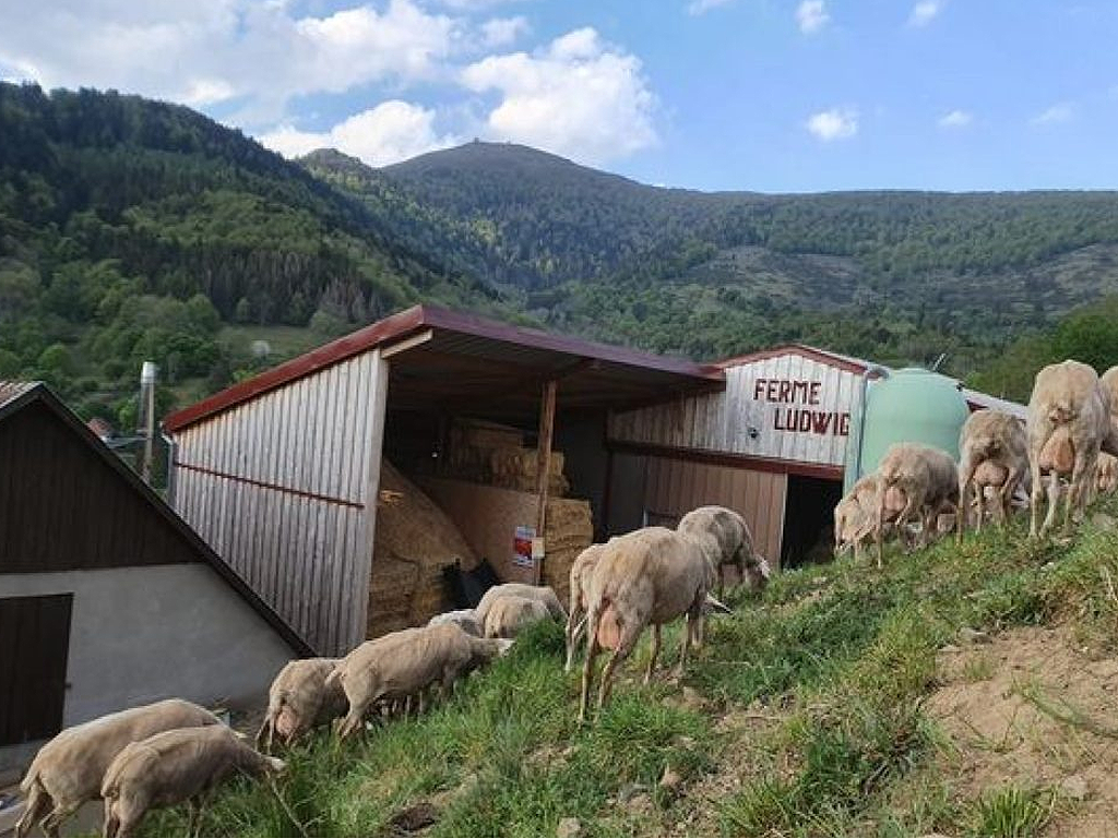 ferme ludwig01
